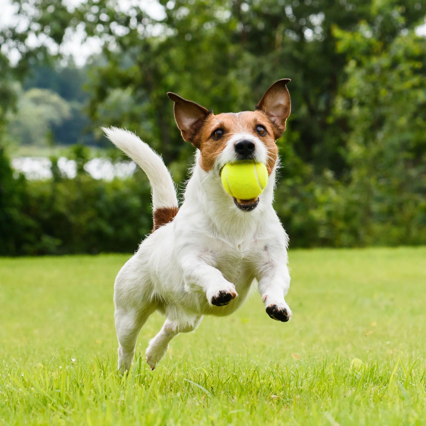 Tennis Balls for Dog, 3Pc High Elasticity Practice Tennis Ball for Pet Training, Fetching